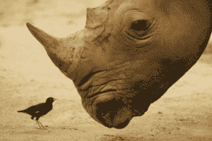 homo economicus