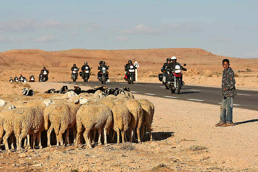 rabah2024-sheep-8108949