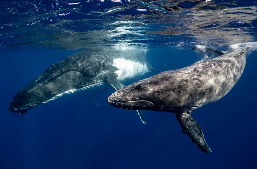 Baleines