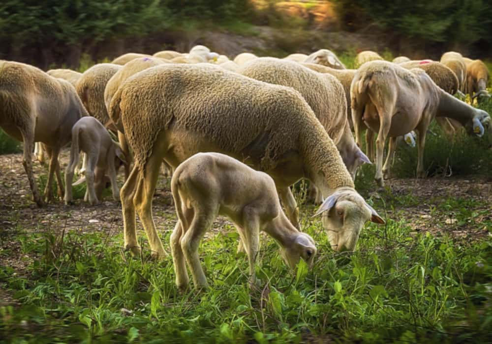 Flambée des prix des moutons à l'approche de l'Aïd al-Adha