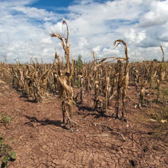 Réchauffement climatique