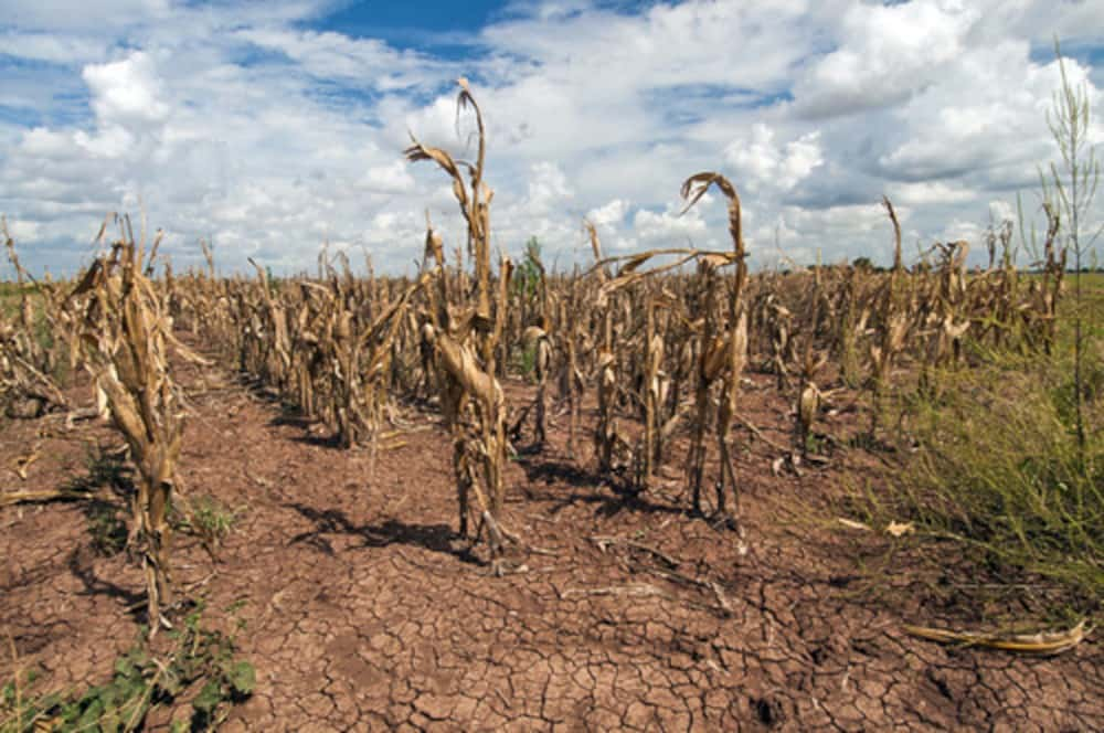 Réchauffement climatique