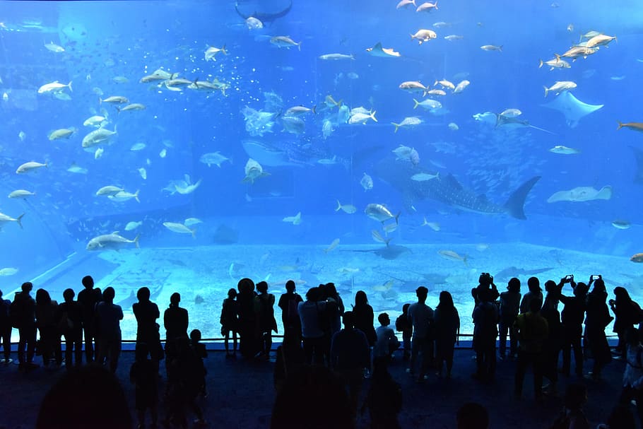 Visite d'un aquarium à Okinawa au Japon